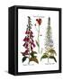 Foxglove And Hawkweed-Besler Basilius-Framed Stretched Canvas