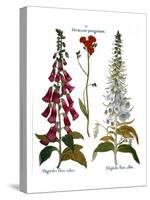 Foxglove And Hawkweed-Besler Basilius-Stretched Canvas