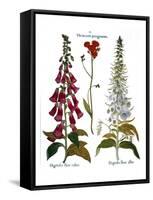 Foxglove And Hawkweed-Besler Basilius-Framed Stretched Canvas