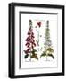 Foxglove And Hawkweed-Besler Basilius-Framed Premium Giclee Print