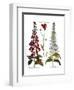 Foxglove And Hawkweed-Besler Basilius-Framed Premium Giclee Print