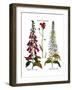 Foxglove And Hawkweed-Besler Basilius-Framed Giclee Print