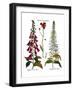 Foxglove And Hawkweed-Besler Basilius-Framed Giclee Print