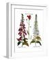 Foxglove And Hawkweed-Besler Basilius-Framed Giclee Print