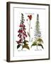 Foxglove And Hawkweed-Besler Basilius-Framed Giclee Print