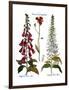 Foxglove And Hawkweed-Besler Basilius-Framed Giclee Print