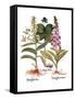 Foxglove And Herb Paris-Besler Basilius-Framed Stretched Canvas