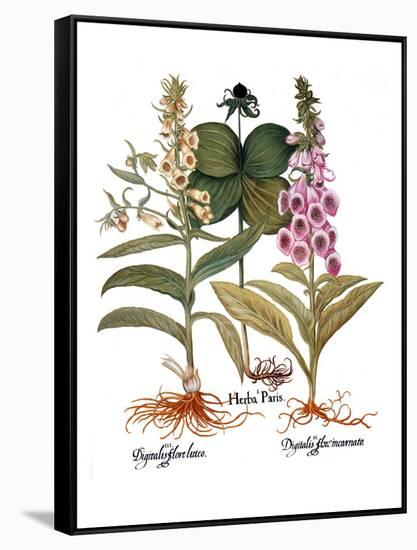 Foxglove And Herb Paris-Besler Basilius-Framed Stretched Canvas