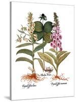 Foxglove And Herb Paris-Besler Basilius-Stretched Canvas