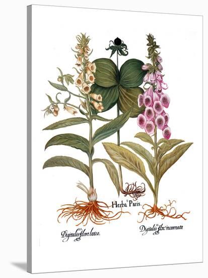 Foxglove And Herb Paris-Besler Basilius-Stretched Canvas