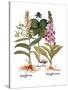 Foxglove And Herb Paris-Besler Basilius-Stretched Canvas