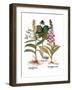 Foxglove And Herb Paris-Besler Basilius-Framed Giclee Print