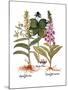 Foxglove And Herb Paris-Besler Basilius-Mounted Giclee Print