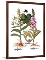 Foxglove And Herb Paris-Besler Basilius-Framed Giclee Print