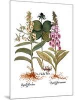 Foxglove And Herb Paris-Besler Basilius-Mounted Giclee Print