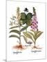 Foxglove And Herb Paris-Besler Basilius-Mounted Giclee Print