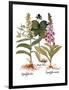 Foxglove And Herb Paris-Besler Basilius-Framed Giclee Print