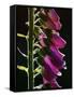 Foxglove Backlit, Cornwall, UK-Ross Hoddinott-Framed Stretched Canvas