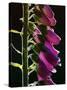 Foxglove Backlit, Cornwall, UK-Ross Hoddinott-Stretched Canvas