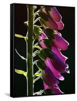 Foxglove Backlit, Cornwall, UK-Ross Hoddinott-Framed Stretched Canvas