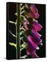 Foxglove Backlit, Cornwall, UK-Ross Hoddinott-Framed Stretched Canvas