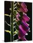 Foxglove Backlit, Cornwall, UK-Ross Hoddinott-Stretched Canvas