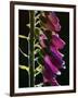 Foxglove Backlit, Cornwall, UK-Ross Hoddinott-Framed Premium Photographic Print