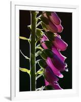 Foxglove Backlit, Cornwall, UK-Ross Hoddinott-Framed Premium Photographic Print