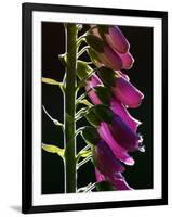 Foxglove Backlit, Cornwall, UK-Ross Hoddinott-Framed Premium Photographic Print