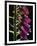 Foxglove Backlit, Cornwall, UK-Ross Hoddinott-Framed Premium Photographic Print