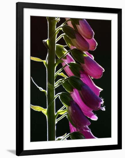 Foxglove Backlit, Cornwall, UK-Ross Hoddinott-Framed Premium Photographic Print