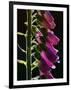 Foxglove Backlit, Cornwall, UK-Ross Hoddinott-Framed Premium Photographic Print