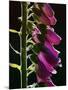 Foxglove Backlit, Cornwall, UK-Ross Hoddinott-Mounted Premium Photographic Print