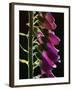 Foxglove Backlit, Cornwall, UK-Ross Hoddinott-Framed Photographic Print