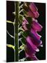 Foxglove Backlit, Cornwall, UK-Ross Hoddinott-Mounted Photographic Print