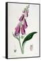 Foxglove (Digitalis Purpure), 19th Century-null-Framed Stretched Canvas