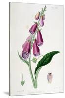 Foxglove (Digitalis Purpure), 19th Century-null-Stretched Canvas