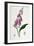 Foxglove (Digitalis Purpure), 19th Century-null-Framed Giclee Print