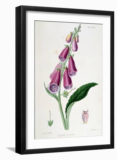 Foxglove (Digitalis Purpure), 19th Century-null-Framed Giclee Print