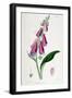 Foxglove (Digitalis Purpure), 19th Century-null-Framed Giclee Print