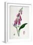 Foxglove (Digitalis Purpure), 19th Century-null-Framed Giclee Print