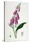 Foxglove (Digitalis Purpure), 19th Century-null-Stretched Canvas