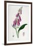 Foxglove (Digitalis Purpure), 19th Century-null-Framed Giclee Print