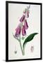 Foxglove (Digitalis Purpure), 19th Century-null-Framed Giclee Print