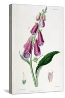 Foxglove (Digitalis Purpure), 19th Century-null-Stretched Canvas