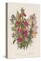 Foxglove (Digitalis Purpure) (Centr), C1885-null-Stretched Canvas