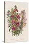 Foxglove (Digitalis Purpure) (Centr), C1885-null-Stretched Canvas