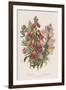 Foxglove (Digitalis Purpure) (Centr), C1885-null-Framed Giclee Print