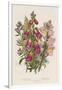 Foxglove (Digitalis Purpure) (Centr), C1885-null-Framed Giclee Print