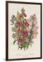 Foxglove (Digitalis Purpure) (Centr), C1885-null-Framed Giclee Print